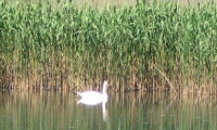 Lacul Vederoasa Din Aliman