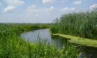 Lacul Comana