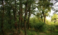 Rezervatia Naturala Padurea Garboavele