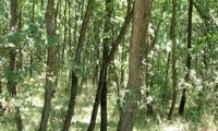 Rezervatia Naturala Padurea Badeana