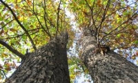 Rezervatia Naturala Padurea Fundeanu