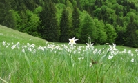 Rezervatia Naturala Poiana Cu Narcise Tomnatec Sehleanu