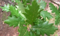 Rezervatia Naturala Runcu-Grosi