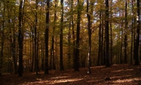 Rezervaţia naturală “Pădurea Runc”