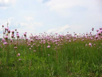 Rezervatia Naturala La Saratura