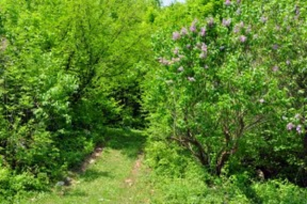 Padurea De Liliac Ponoarele poza