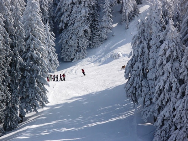 Partia Stadion Din Poiana Brasov poza