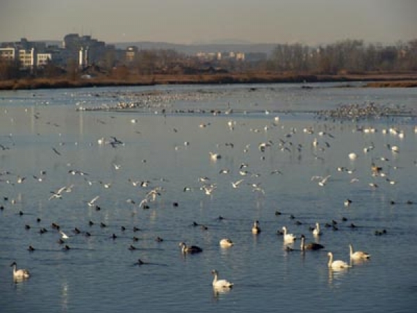 Lacul Vanatori poza