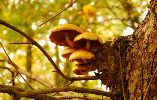 Rezervatia Naturala Arboretumul Bazos poza