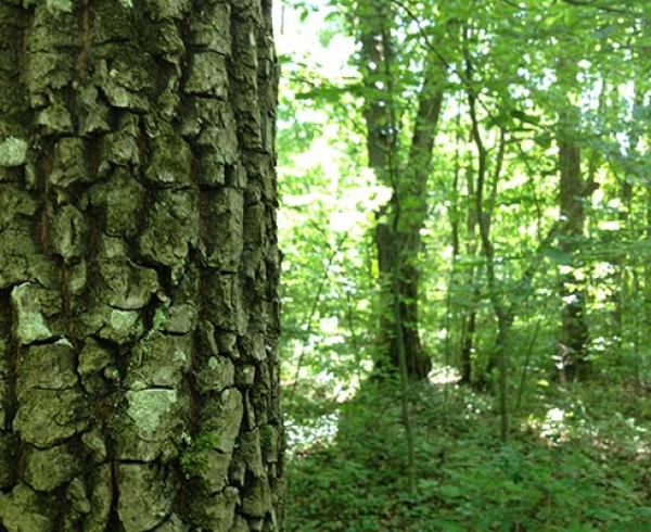 Rezervatia Naturala Arboretumul Bazos poza