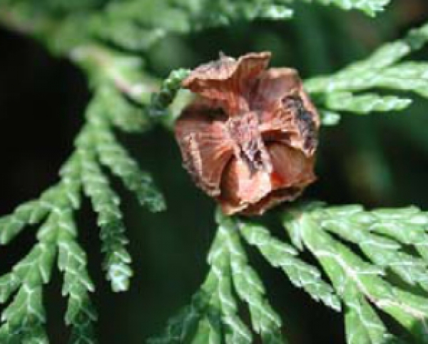 Arboretul Cu Chamaecyparis Lawsoniana poza