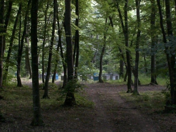 Padurea Valea Fagilor poza