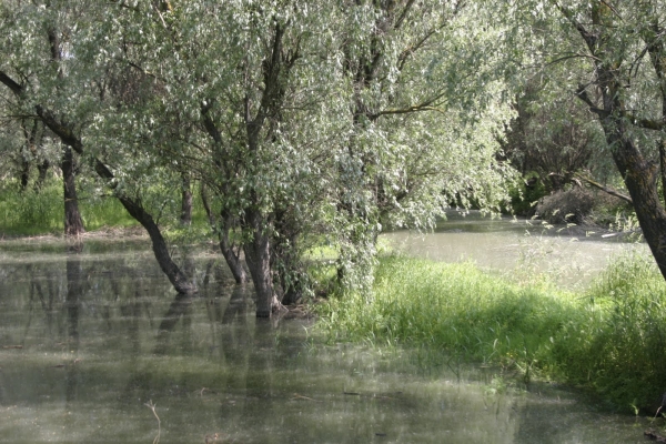 Parcul Natural Lunca Joasa A Prutului Inferior poza