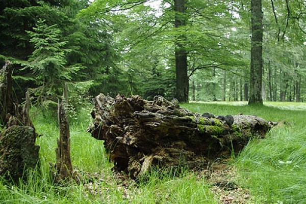 Parcul National Semenic-Cheile Carasului poza