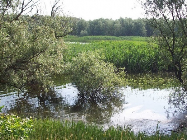 Parcul Natural Lunca Joasa A Prutului Inferior poza