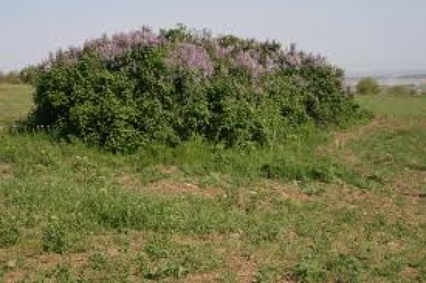 Rezervatia De Liliac Fantana Mare poza