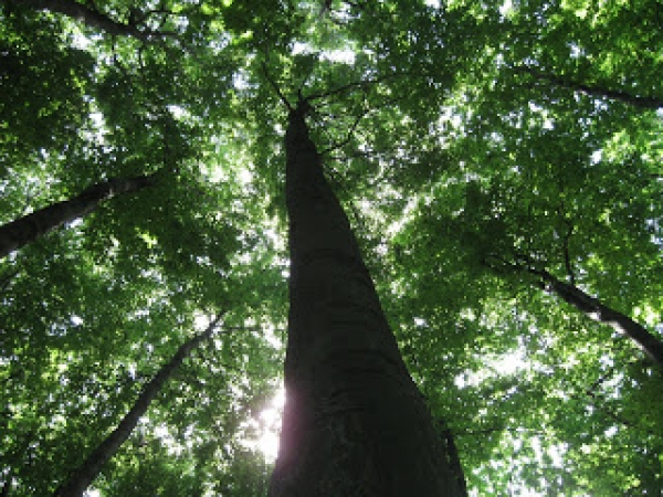 Rezervatia Naturala Padurea De Fagi De La Dragomirna poza