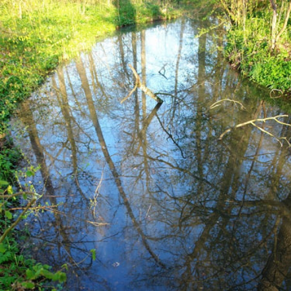 Rezervatia Naturala Padurea Bavna poza