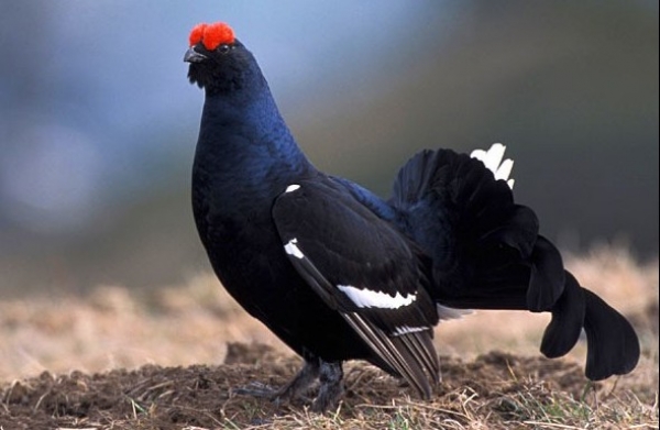 Rezervatia Naturala Cornu Nedeii - Ciungii Balasanii poza