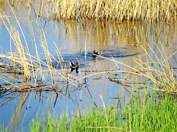 Rezervatia Naturala Mlastinile Satchinez poza