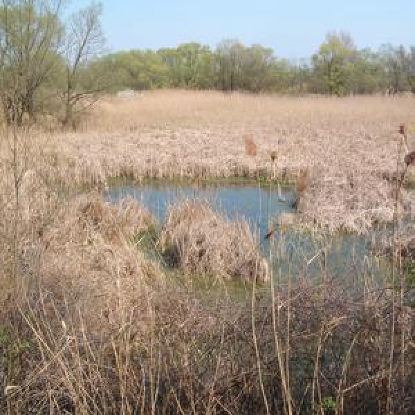 Rezervatia Naturala Mlastinile Satchinez poza