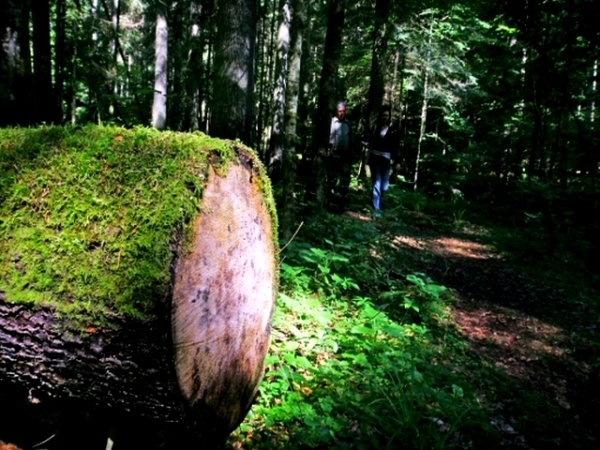 Rezervatia Naturala Codrul Secular Slatioara poza