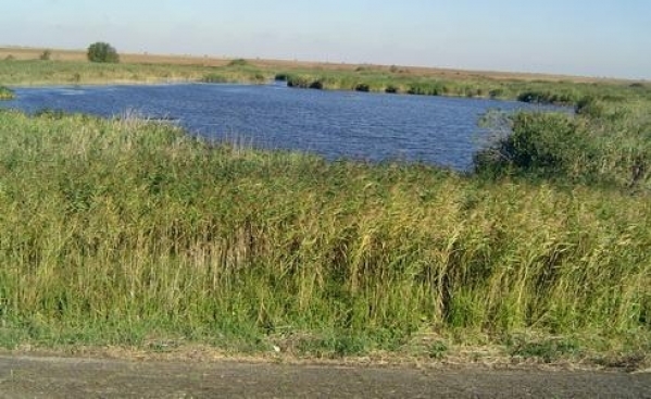 Rezervatia Naturala Mlastinile Satchinez poza