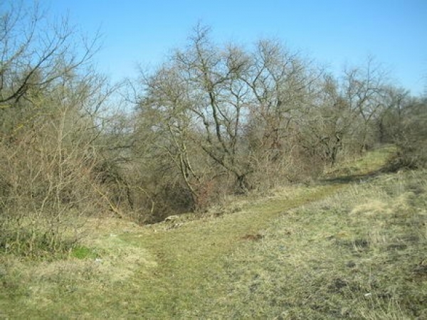 Rezervatia Naturala Padurea Fantanita Murfatlar poza