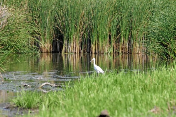 Rezervatia Naturala Mlastinile Satchinez poza