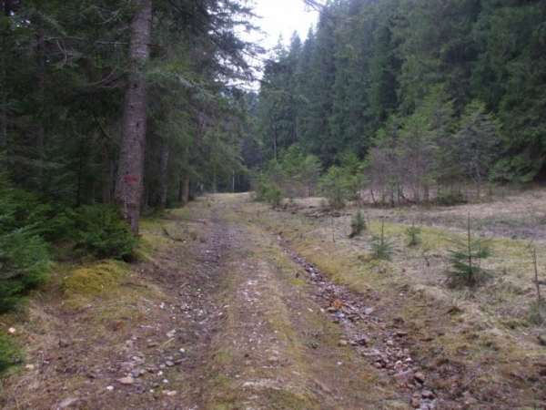 Rezervatia Naturala Codrul Secular Slatioara poza
