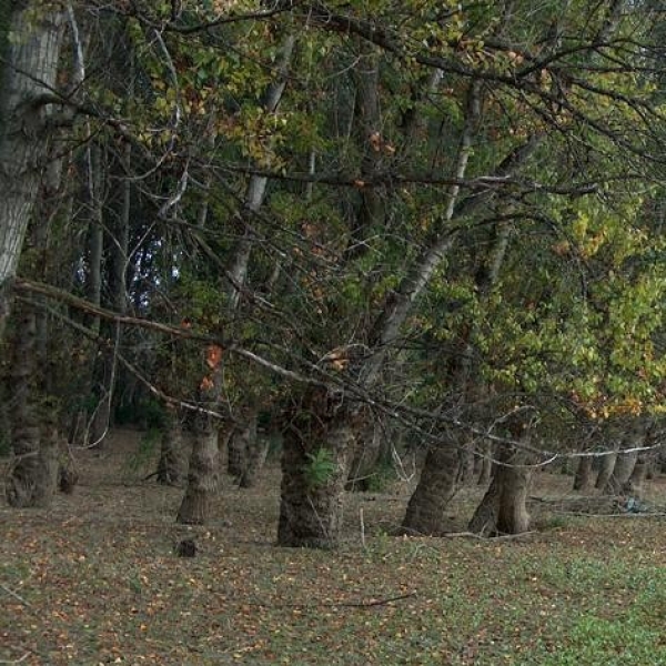 Rezervatia Naturala Ostrovul Prut poza