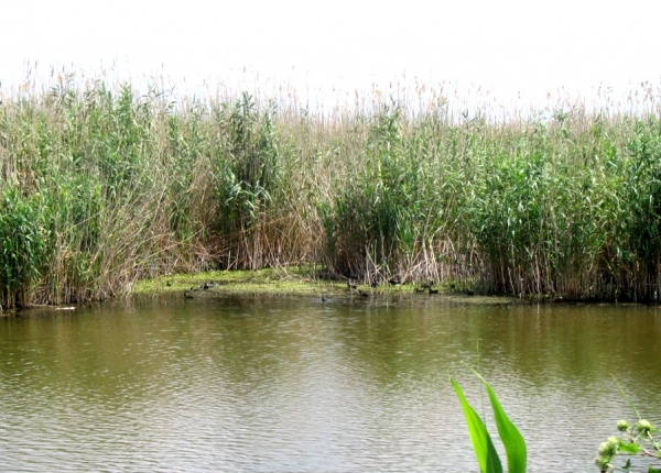 Rezervatia Naturala Ostrovul Prut poza