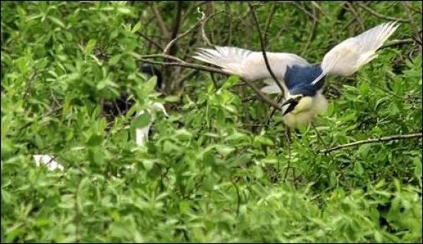 Rezervatia Naturala Mlastinile Satchinez poza