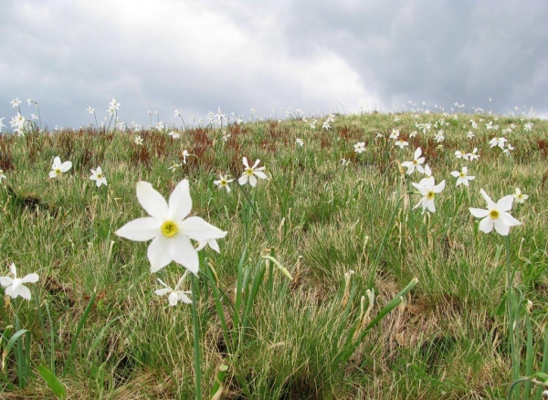 Rezervatia Naturala Poiana Cu Narcise Tomnatec Sehleanu poza