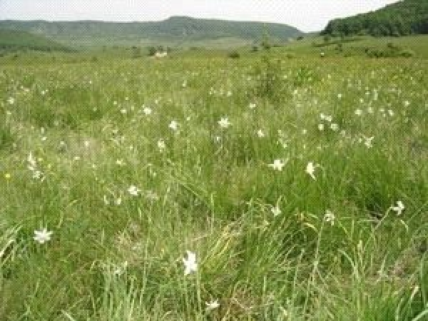 Rezervatia Naturala Poiana Cu Narcise Din Racas poza