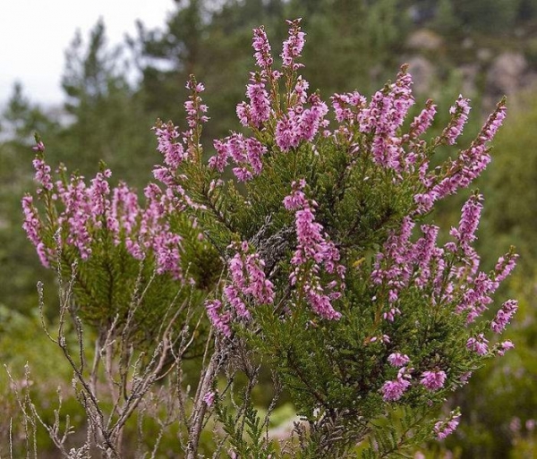 Rezervatia Naturala Stana Clitului poza