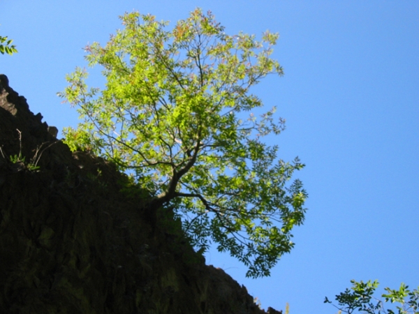 Rezervatia Naturala Reghiu-Scruntar poza