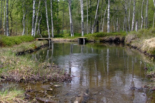 Rezervatia Tinovul Buffogo poza