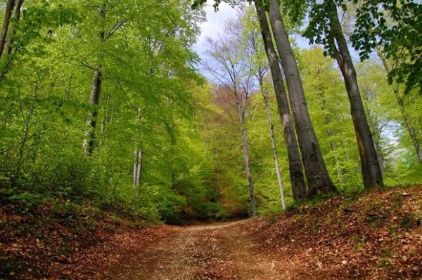 Valea Zanelor poza