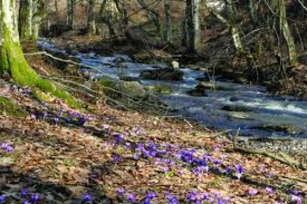 Rezervatia Naturala Padurea Noroieni poza