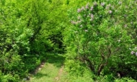 Padurea De Liliac Ponoarele poza