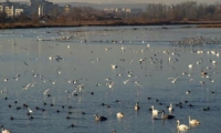 Lacul Vanatori poza