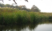 Lacul Comana poza