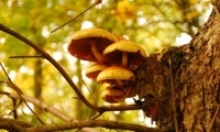 Rezervatia Naturala Arboretumul Bazos poza