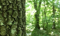 Rezervatia Naturala Arboretumul Bazos poza