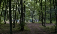 Padurea Valea Fagilor poza