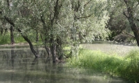 Parcul Natural Lunca Joasa A Prutului Inferior poza