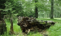 Parcul National Semenic-Cheile Carasului poza