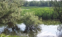 Parcul Natural Lunca Joasa A Prutului Inferior poza