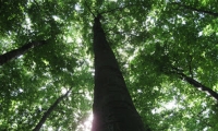 Rezervatia Naturala Padurea De Fagi De La Dragomirna poza